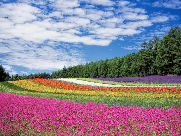 Flower in field