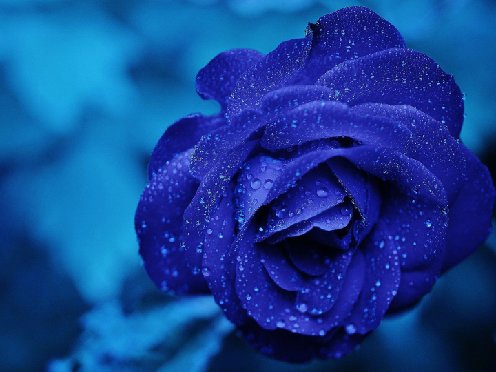 Blue rose